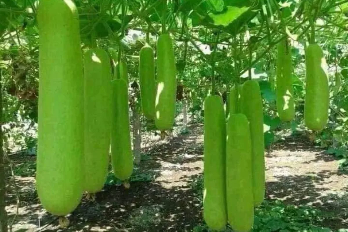 no deposit bonus explained